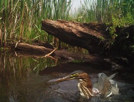 header_green_heron.jpg thumbnail