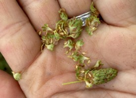 Heartleaf catkins thumbnail