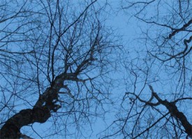 helpbesttrees400.jpg thumbnail