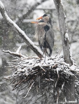herons thumbnail