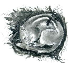 Chipmunk thumbnail