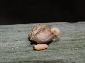 Hickory weevil thumbnail