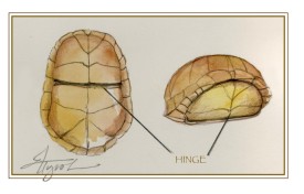 Turtle shells thumbnail