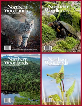 Northern Woodlands thumbnail