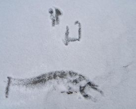 icy.jpg thumbnail