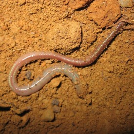 Invasive earthworm thumbnail