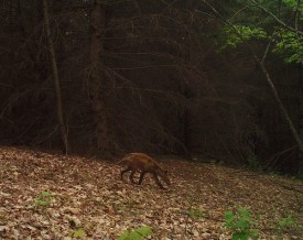 july_22_game_cam_header.jpg thumbnail
