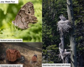 July nature thumbnail