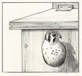 kestral_web.jpg thumbnail