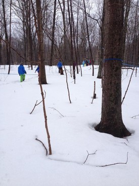 kids_sugar_bush.jpg thumbnail