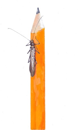Large winter stone fly thumbnail