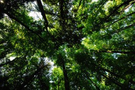 leaves2.jpg thumbnail