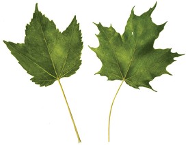 leaves_spr07.jpg thumbnail