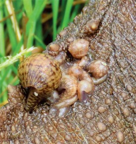 leech_mary_holland.jpg thumbnail