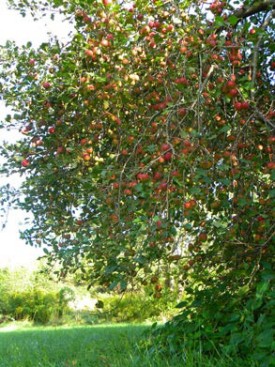 loaded_apples800.jpg thumbnail