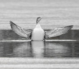 Loon rescue thumbnail