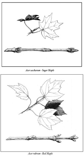maples.jpg thumbnail