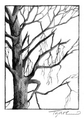mapletreepix_popup800.jpg thumbnail