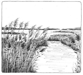 marsh.jpg thumbnail