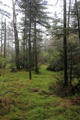 may_10_roots_blog.jpg thumbnail