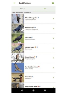 Merlin app thumbnail