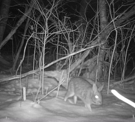 Midnight_Bunny_Lead.jpg thumbnail