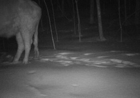 moo1.jpg thumbnail