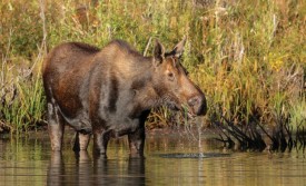 Moose foraging thumbnail