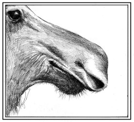 Moose_nose_w.jpg thumbnail