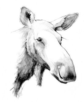 Moosepix_pop800.jpg thumbnail
