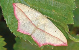 moth.jpg thumbnail