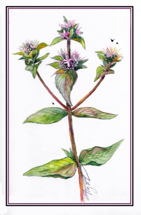 Mountain mint thumbnail