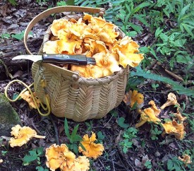 Mushroom_Pic_1.jpg thumbnail