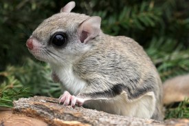 Naturally-Curious-Sum17flying-squirrel.jpg thumbnail