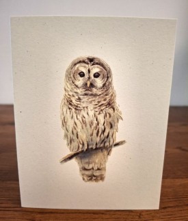 NC-BO-owl.jpg thumbnail