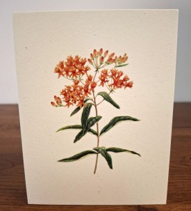 NC-BW-butterfly-weed.jpg thumbnail