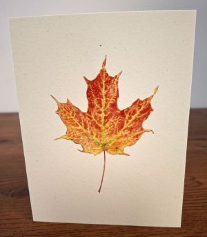 NC-SM-sugar-maple.jpg thumbnail