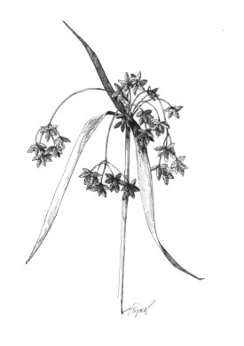 NE_Bulrush.jpg thumbnail