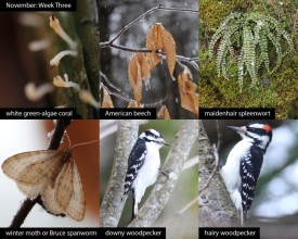 November nature thumbnail