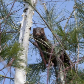 Mink thumbnail