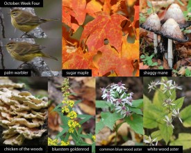 october-week-four-2026.jpg thumbnail