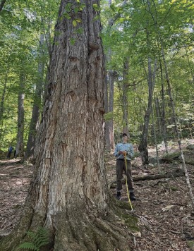 Large old tree thumbnail