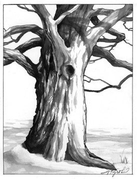 Old_Maple_Tree.jpg thumbnail