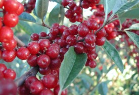 olive.jpg thumbnail