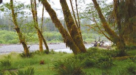 olympic_rain_forest1.jpg thumbnail