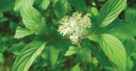 Dogwood thumbnail