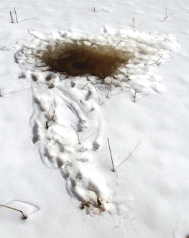 otter_hole_win17.jpg thumbnail