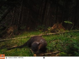 ottor_cam_lead2.jpg thumbnail
