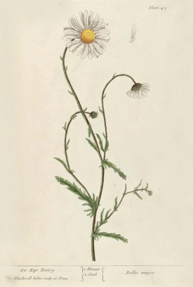 Ox eye daisy thumbnail