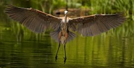 Blue heron thumbnail